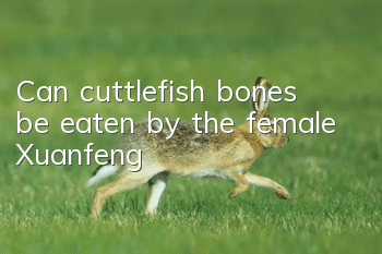 Can cuttlefish bones be eaten by the female Xuanfeng?
