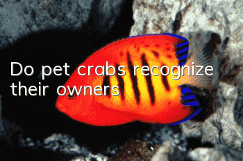 Do pet crabs recognize their owners?
