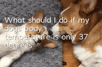 What should I do if my dog’s body temperature is only 37 degrees?