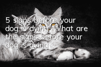 5 signs before your dog is dying. What are the signs before your dog is dying?