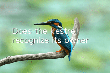 Does the kestrel recognize its owner?