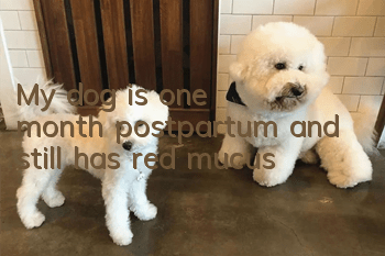 My dog is one month postpartum and still has red mucus