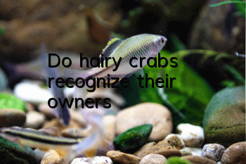 Do hairy crabs recognize their owners?