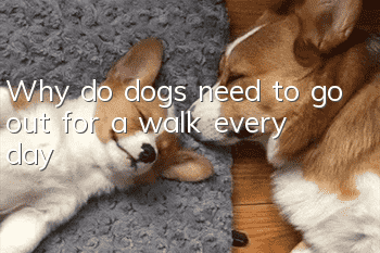 Why do dogs need to go out for a walk every day?
