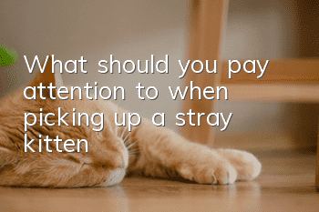 What should you pay attention to when picking up a stray kitten?