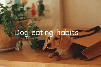 Dog eating habits