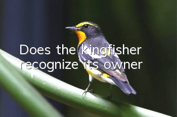 Does the kingfisher recognize its owner?