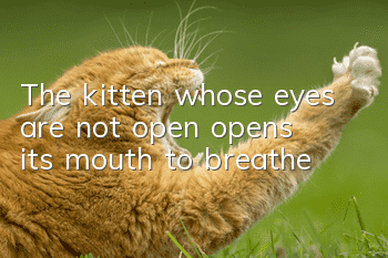 The kitten, whose eyes are not open, opens its mouth to breathe