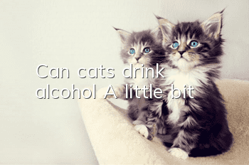 Can cats drink alcohol? A little bit