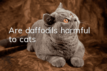 Are daffodils harmful to cats?
