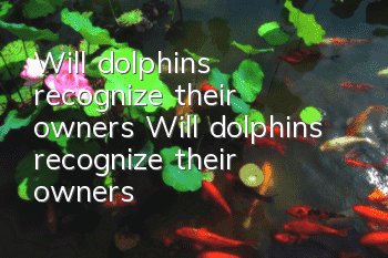 Will dolphins recognize their owners? Will dolphins recognize their owners?