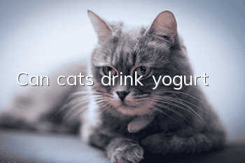 Can cats drink yogurt?