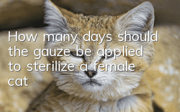 How many days should the gauze be applied to sterilize a female cat?
