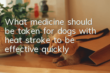 What medicine should be taken for dogs with heat stroke to be effective quickly?