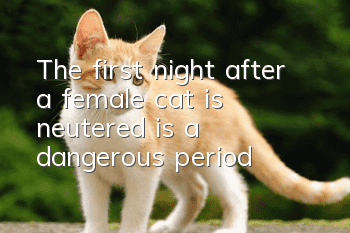 The first night after a female cat is neutered is a dangerous period