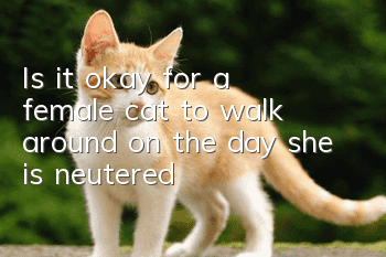 Is it okay for a female cat to walk around on the day she is neutered?
