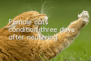 Female cat’s condition three days after neutering