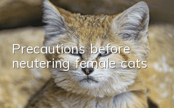 Precautions before neutering female cats