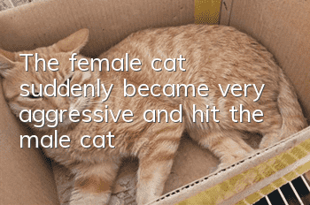The female cat suddenly became very aggressive and hit the male cat