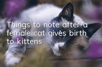 Things to note after a female cat gives birth to kittens