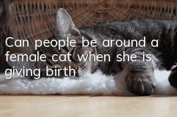 Can people be around a female cat when she is giving birth?
