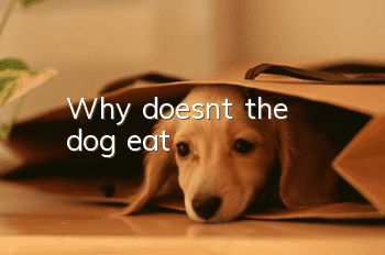 Why doesn't the dog eat?