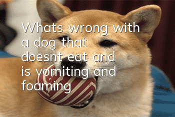 What's wrong with a dog that doesn't eat and is vomiting and foaming?