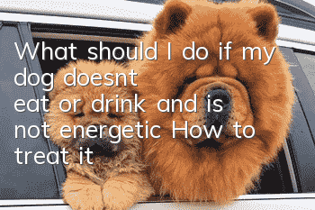 What should I do if my dog doesn’t eat or drink and is not energetic? How to treat it?