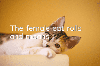 The female cat rolls and moans