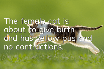 The female cat is about to give birth and has yellow pus and no contractions.