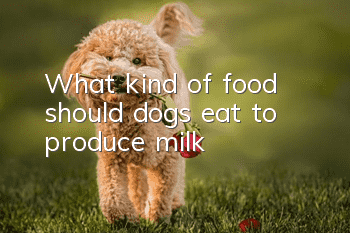 What kind of food should dogs eat to produce milk?