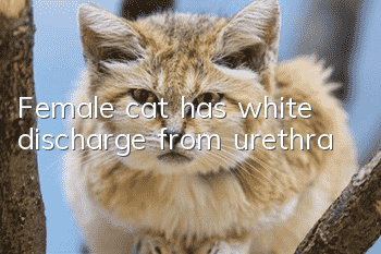 Female cat has white discharge from urethra