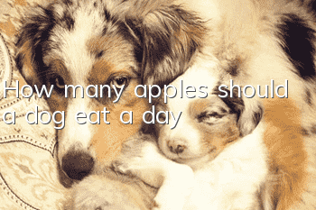 How many apples should a dog eat a day?