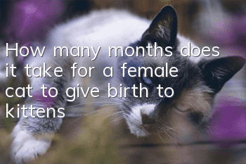 How many months does it take for a female cat to give birth to kittens?