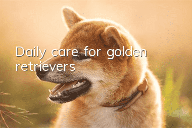Daily care for golden retrievers