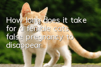 How long does it take for a female cat’s false pregnancy to disappear?