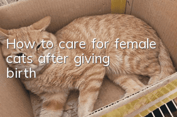 How to care for female cats after giving birth