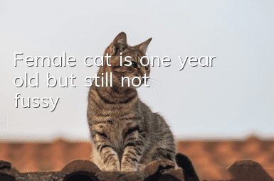 Female cat is one year old but still not fussy