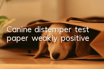 Canine distemper test paper weakly positive