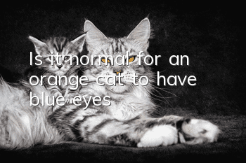 Is it normal for an orange cat to have blue eyes?