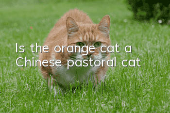 Is the orange cat a Chinese pastoral cat?