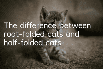 The difference between root-folded cats and half-folded cats