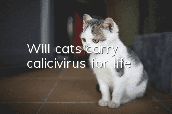 Will cats carry calicivirus for life?