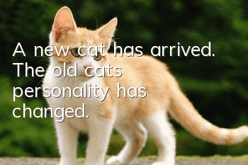 A new cat has arrived. The old cat’s personality has changed.