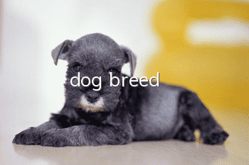 dog breed