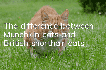The difference between Munchkin cats and British shorthair cats