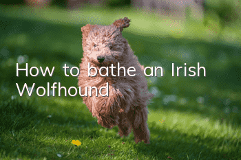 How to bathe an Irish Wolfhound