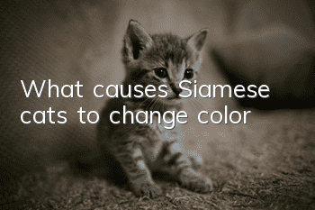 What causes Siamese cats to change color?