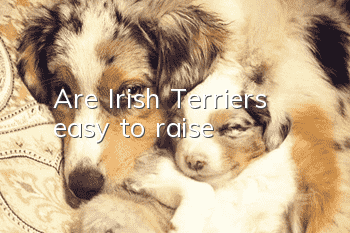 Are Irish Terriers easy to raise?