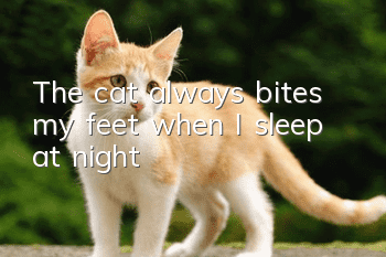 The cat always bites my feet when I sleep at night